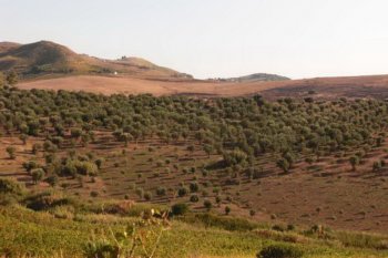 Производство на Сицилии